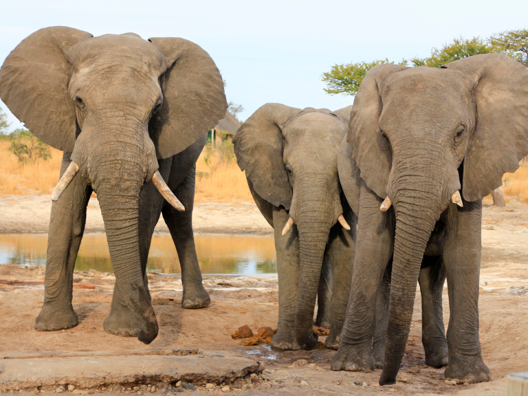 Wild Encounters: Exploring Wildlife Experiences on the Garden Route