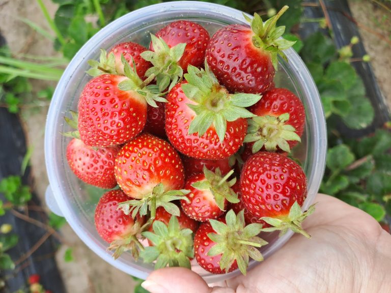 A Day Out at the Redberry Farm in George: Strawberries, Sunshine, and Smiles