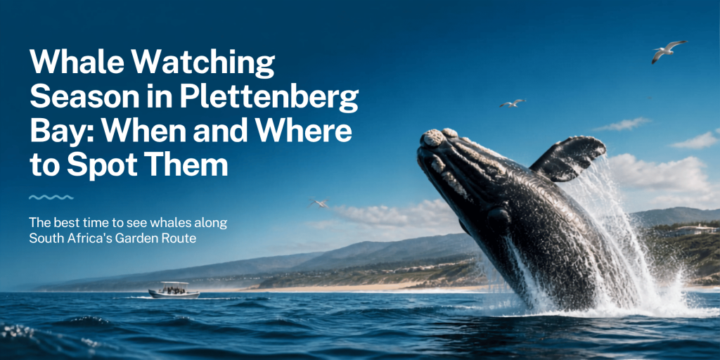 Whale Watching Season in Plettenberg Bay
